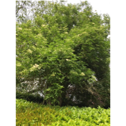 Une image contenant arbre, extérieur, plante, buissons

Description générée automatiquement