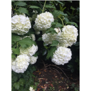 Une image contenant fleur, blanc, légume, plante

Description générée automatiquement