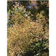 Une image contenant plante, arbre, extérieur

Description générée automatiquement