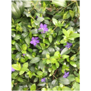 Une image contenant extérieur, plante, fleur, jardin

Description générée automatiquement