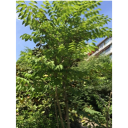 Une image contenant arbre, extérieur, plante

Description générée automatiquement