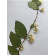 Une image contenant fleur, plante, arbre

Description générée automatiquement