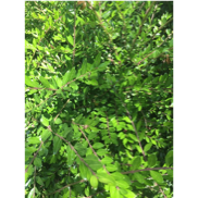 Une image contenant extérieur, arbre, plante, vert

Description générée automatiquement