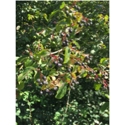 Une image contenant arbre, extérieur, fruit, plante

Description générée automatiquement