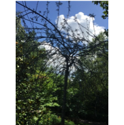 Une image contenant arbre, extérieur, ciel, plante

Description générée automatiquement