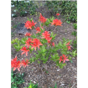 Une image contenant plante, extérieur, fleur, castilleja

Description générée automatiquement